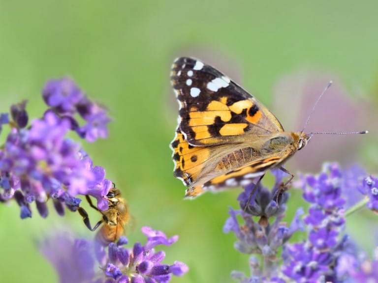 A honeybee and butterfly on lavender flowers | Getty/sanddebeautheil