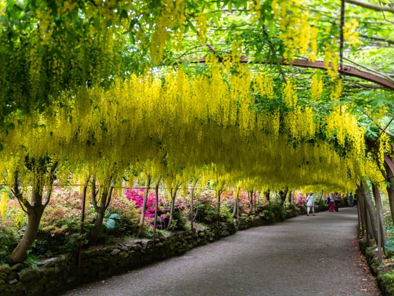 The yellow flowers of a blooming laburnum arch during spring time | Getty/Manuta
