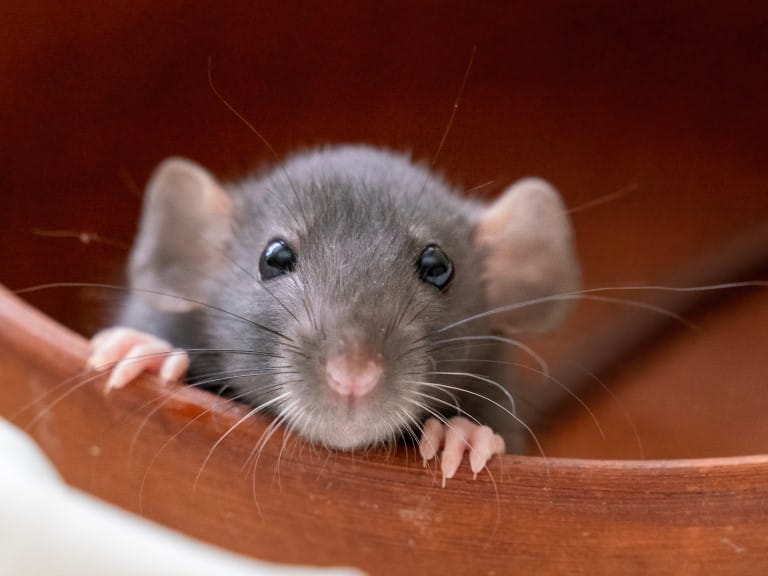 The head of a gray Dumbo rat on a white background, she sits in a clay plate and looks out, putting her front paws on the edge | Getty/svetograph