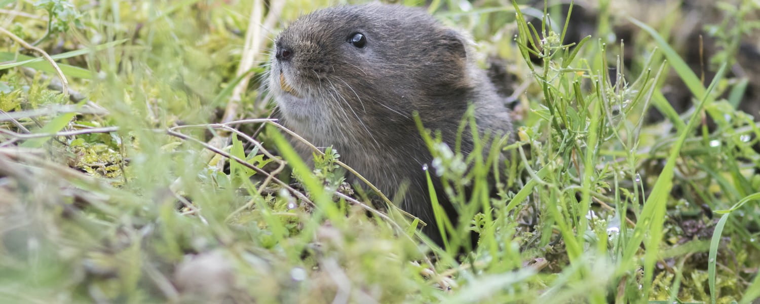 A water vole 
