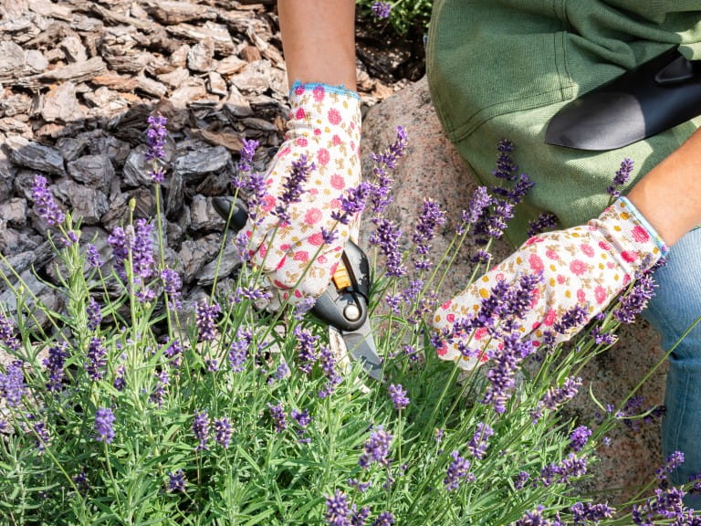 Pruning lavender | Getty/IRINA NAZAROVA
