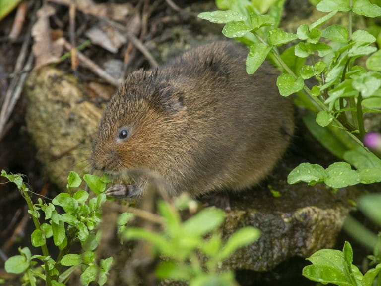 A water vole