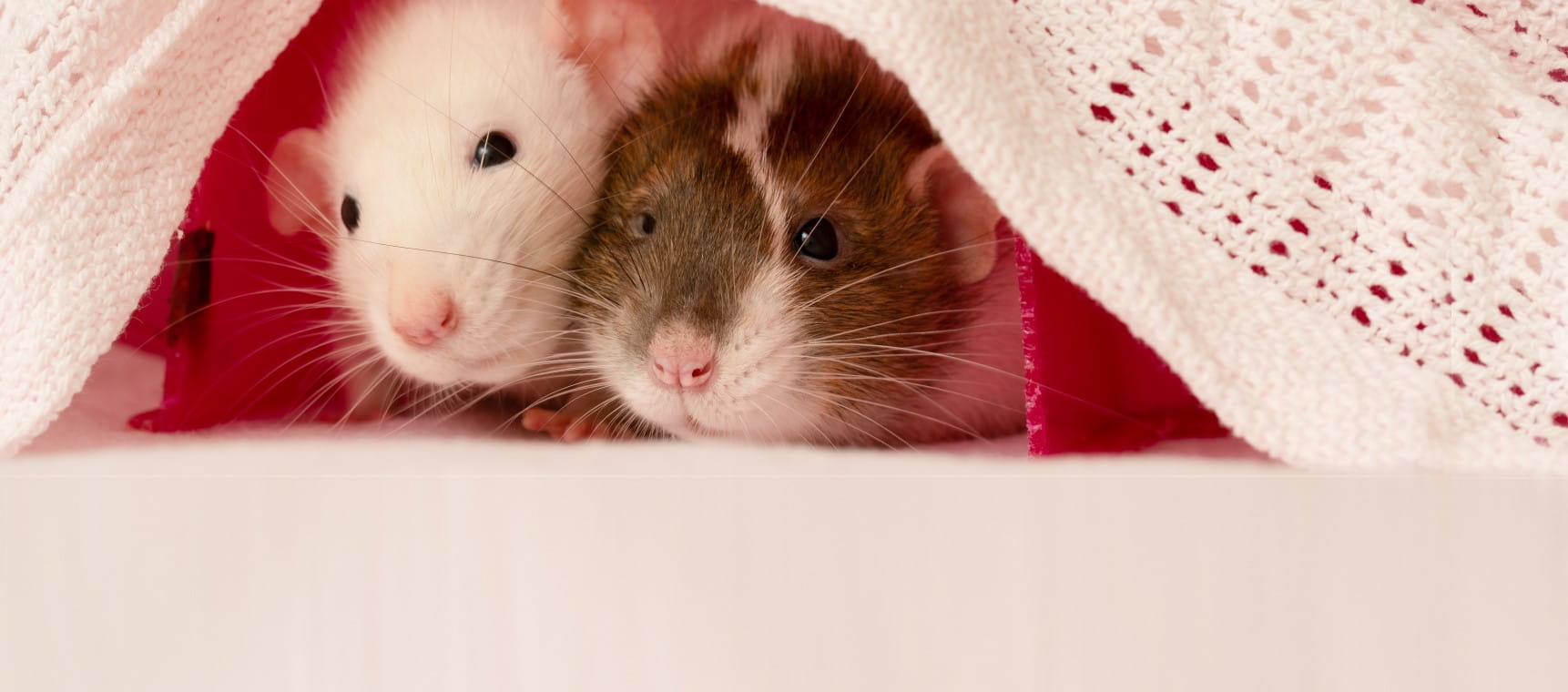 Two pet rats nestled under a blanket | Getty/doram