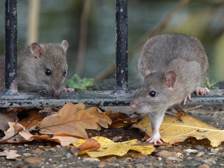 Two brown rats in an urban setting