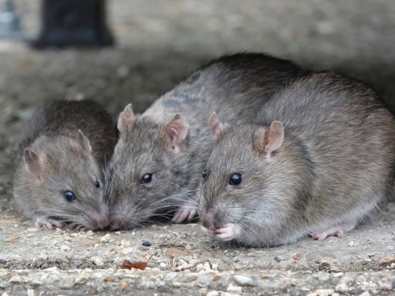 A small group of rats eating in a park | Getty/Nigel Harris