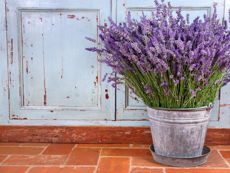 Lavender plants in a pot | Getty/anskuw