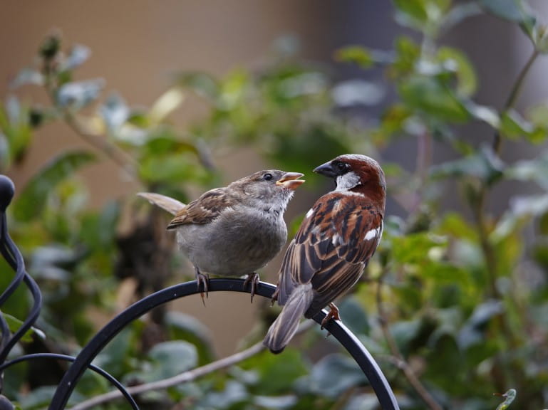 House sparrows in the garden | Getty/Steve Midgley