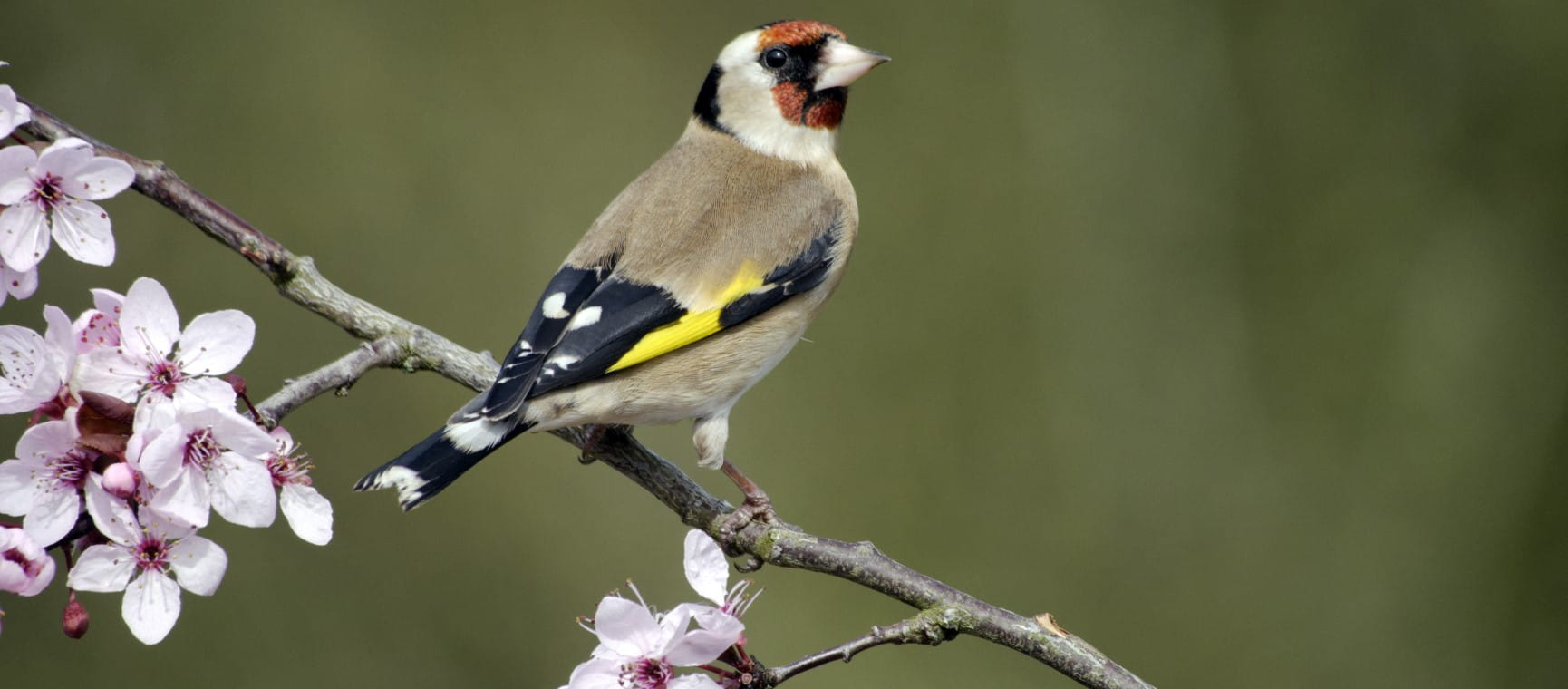 Goldfinch, Carduelis carduelis, single bird on blossom | Getty/MikeLane45