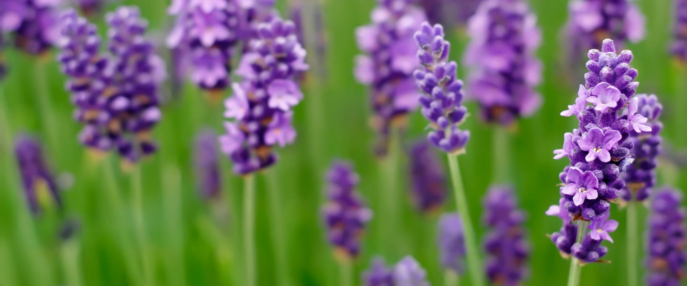 Beautiful purple lavender flowers | Getty/blueenayim