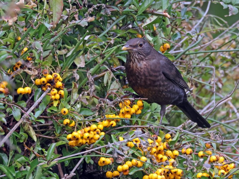 Common blackbird adult female feeding on pyracantha berries | Getty/neil bowman