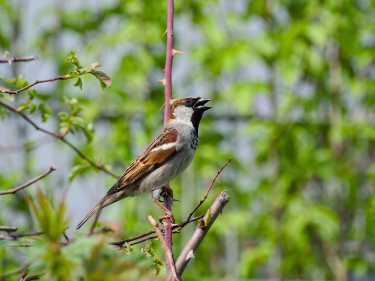 Male house sparrow perching on a branch singing | Getty/incolors