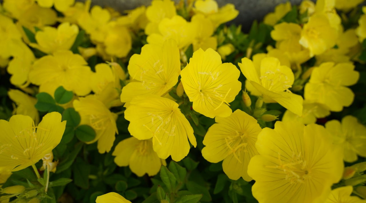 Yellow evening primrose flowers | Getty/hyung min Choi