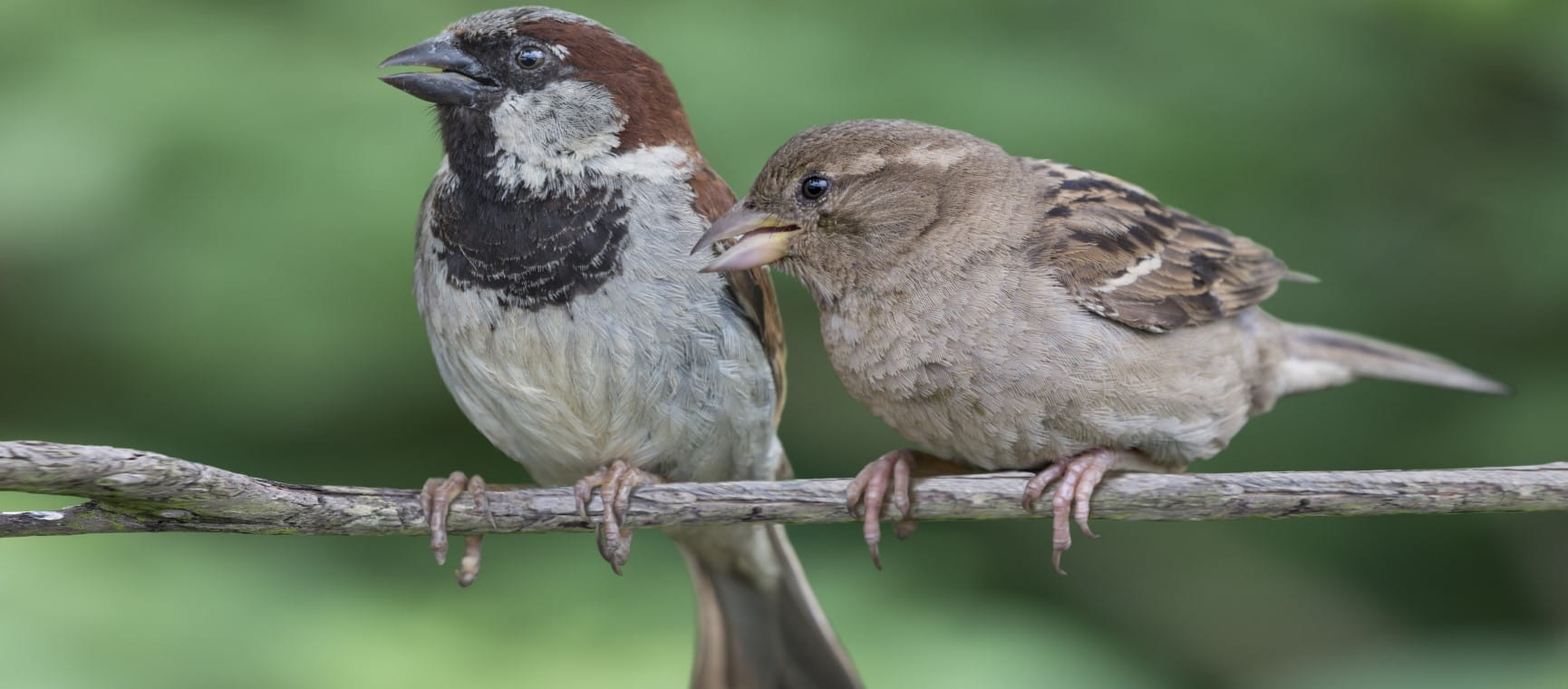 Male and female house sparrows perched on a branch | Getty/PaulFleet