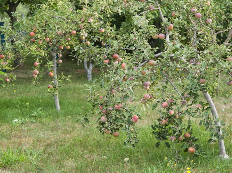Dwarf apple tree orchard | Getty/np-e07