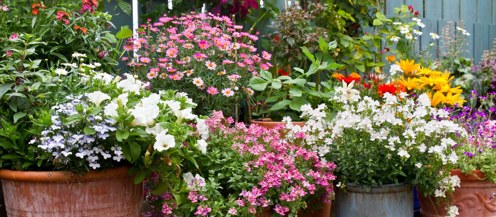 A colourful display of flowers in pots against a blue painted wooden fence