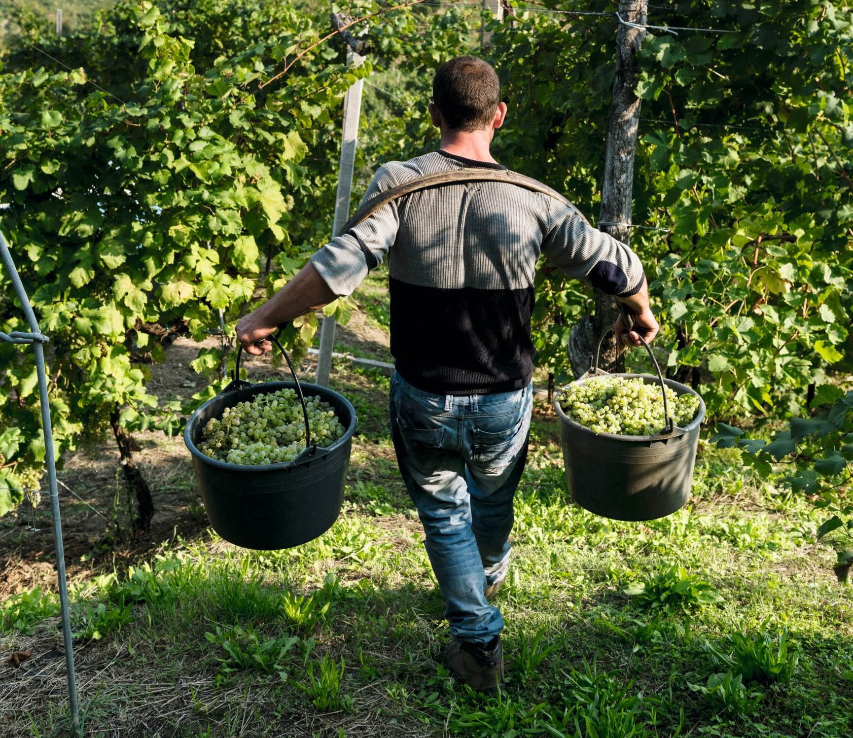 Man collecting grapes for production