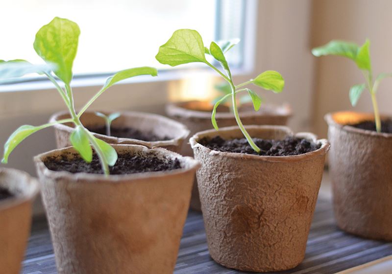 new seedlings in a pot on the windowsill