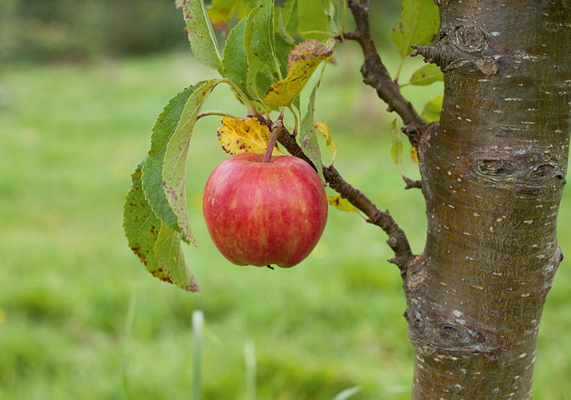 Apple on the tree in the garden