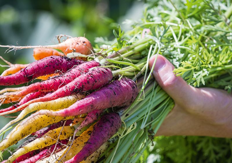 carrots pulled from the ground, fresh