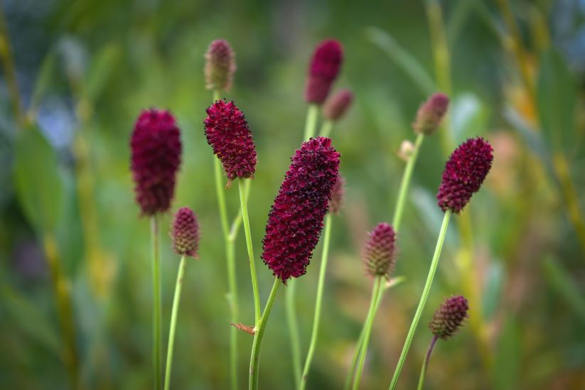 Sanguisorba officinalis 'Cangshan Cranberry