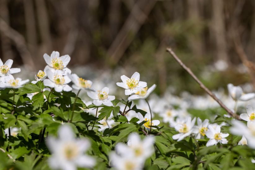 Anemone nemorosa under the sun