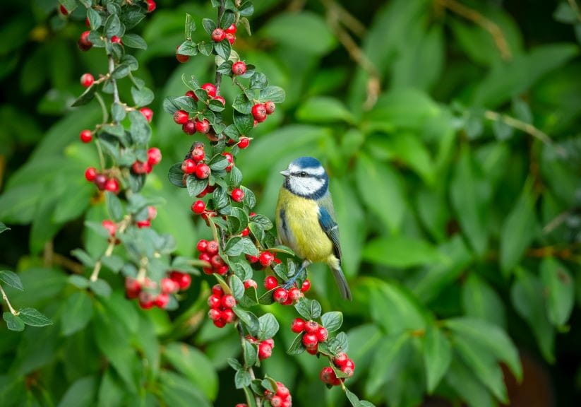 blue tit on cotoneaster
