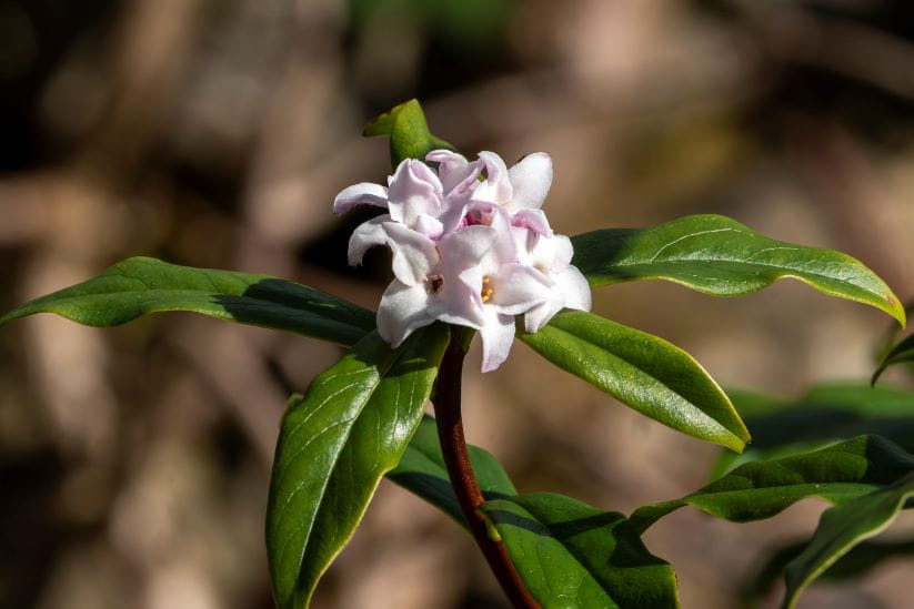 Daphne bholua Jacqueline Postill in the sun