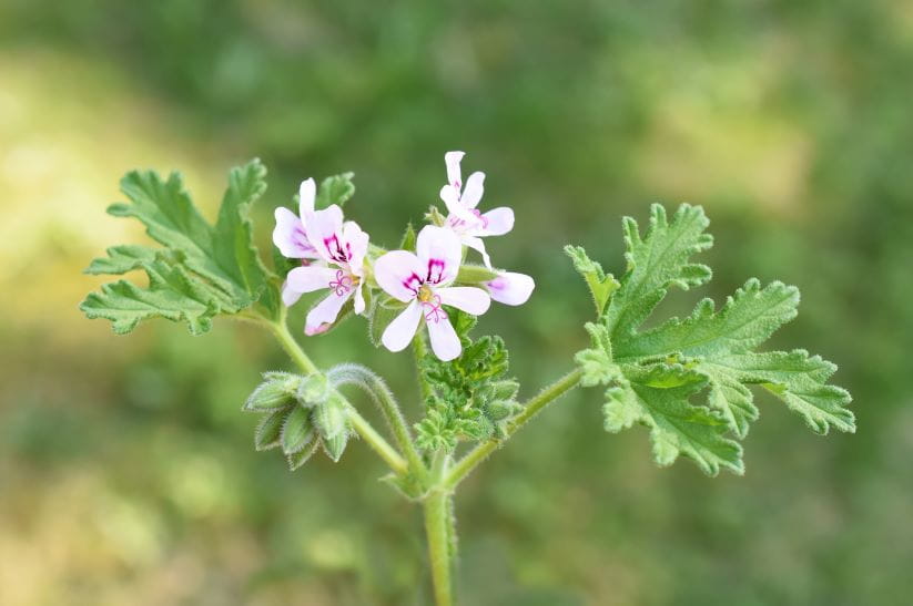 pelargonium