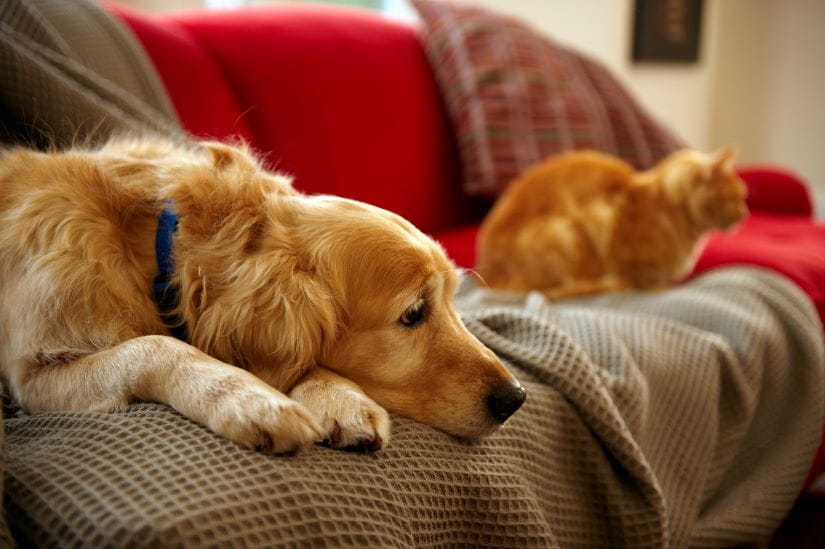 Sad looking doggy lying on the sofa with a cat in the background