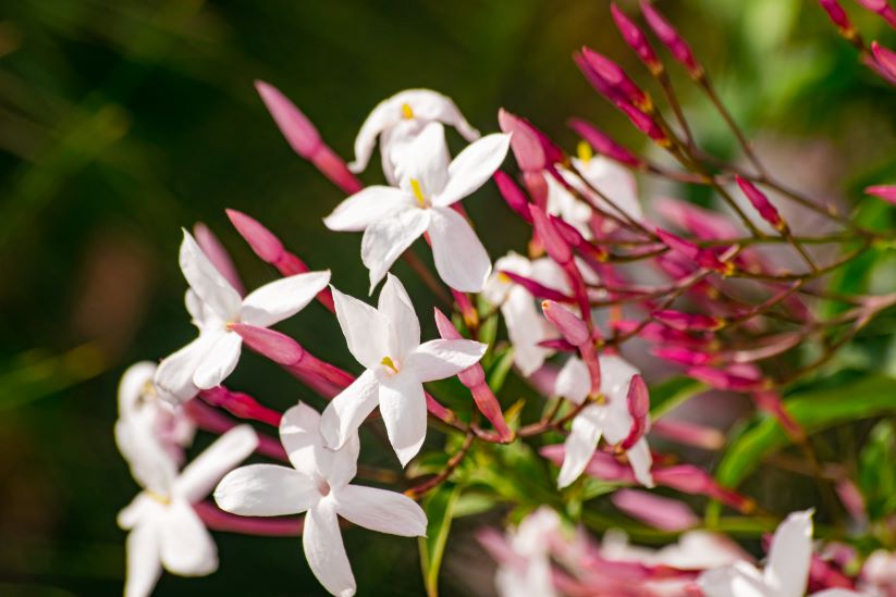 Jasminium officinale