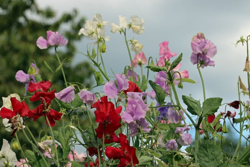 sweet peas