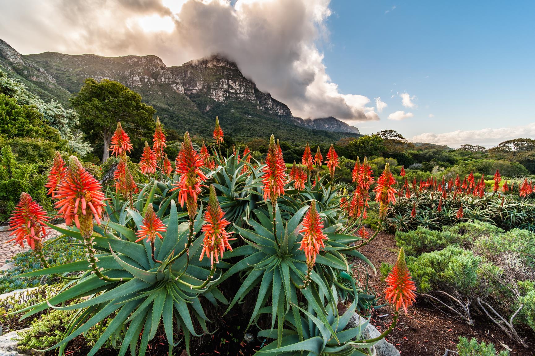 Flowers in front of Table Mountain at Kirstenbosch