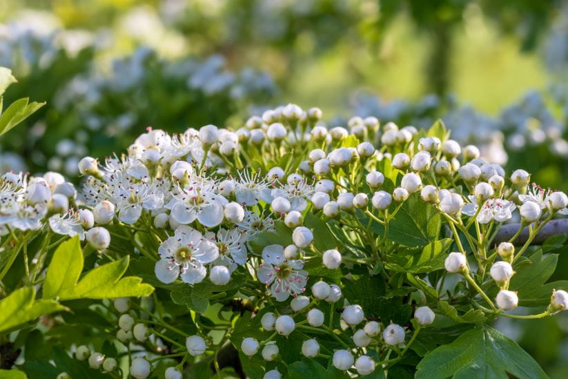 White flowering Hawthorn