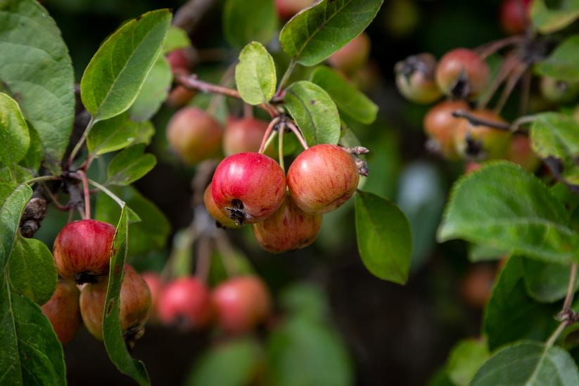 Crab apple fruit trees