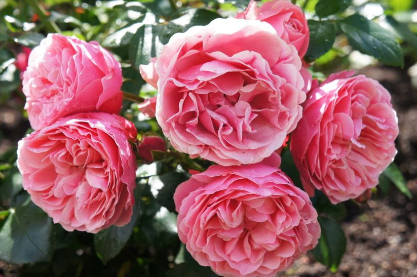 bourbon roses