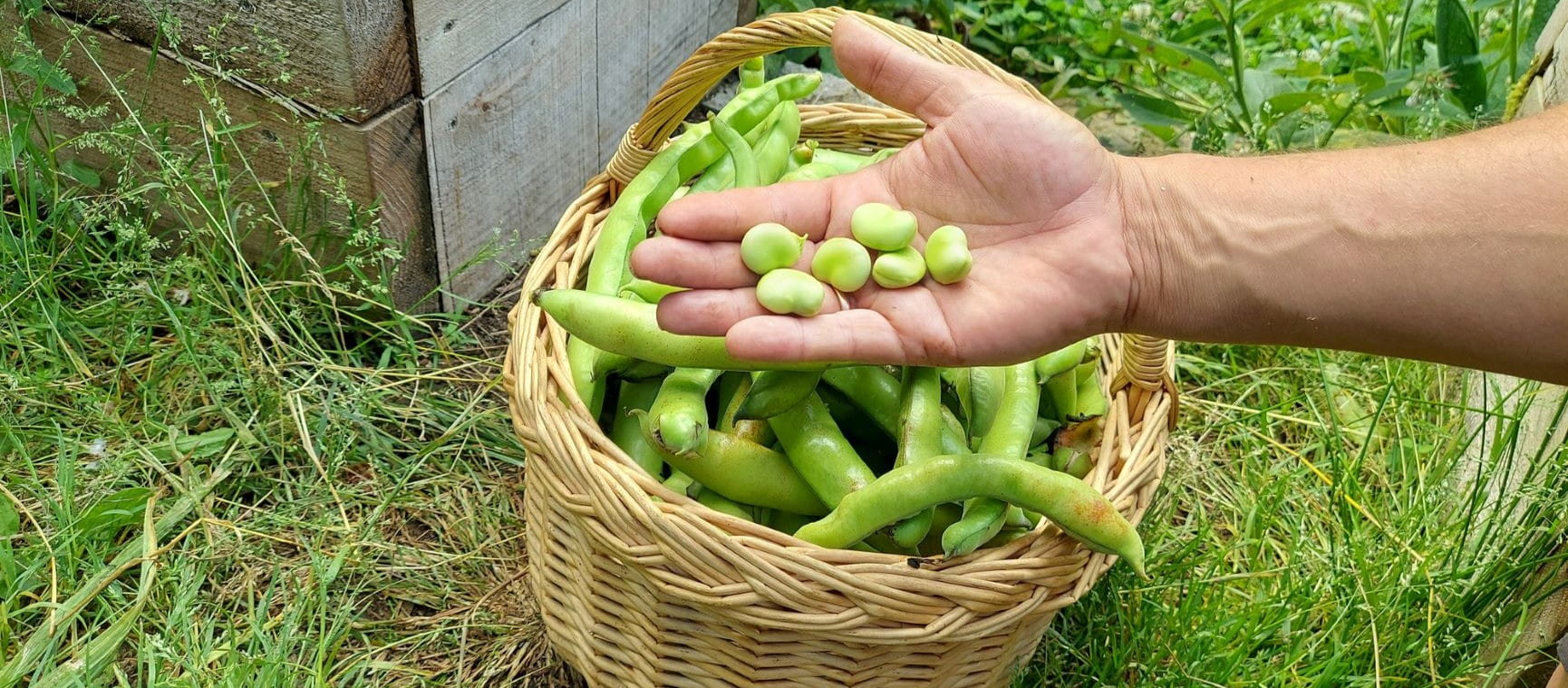 Broad beans in a basket