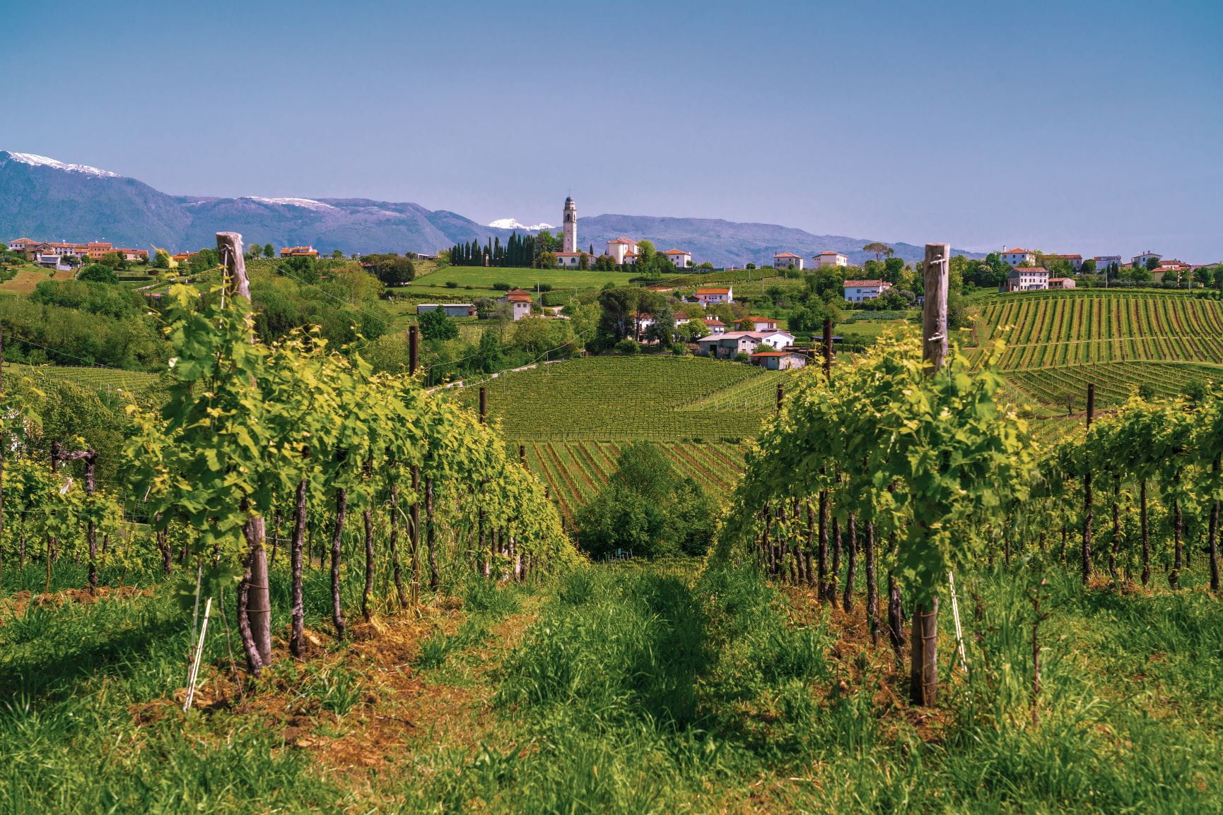 The vineyards that make the prosecco