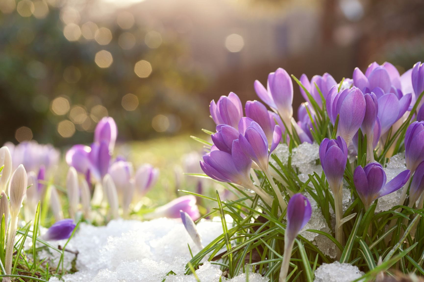 crocus in the snow