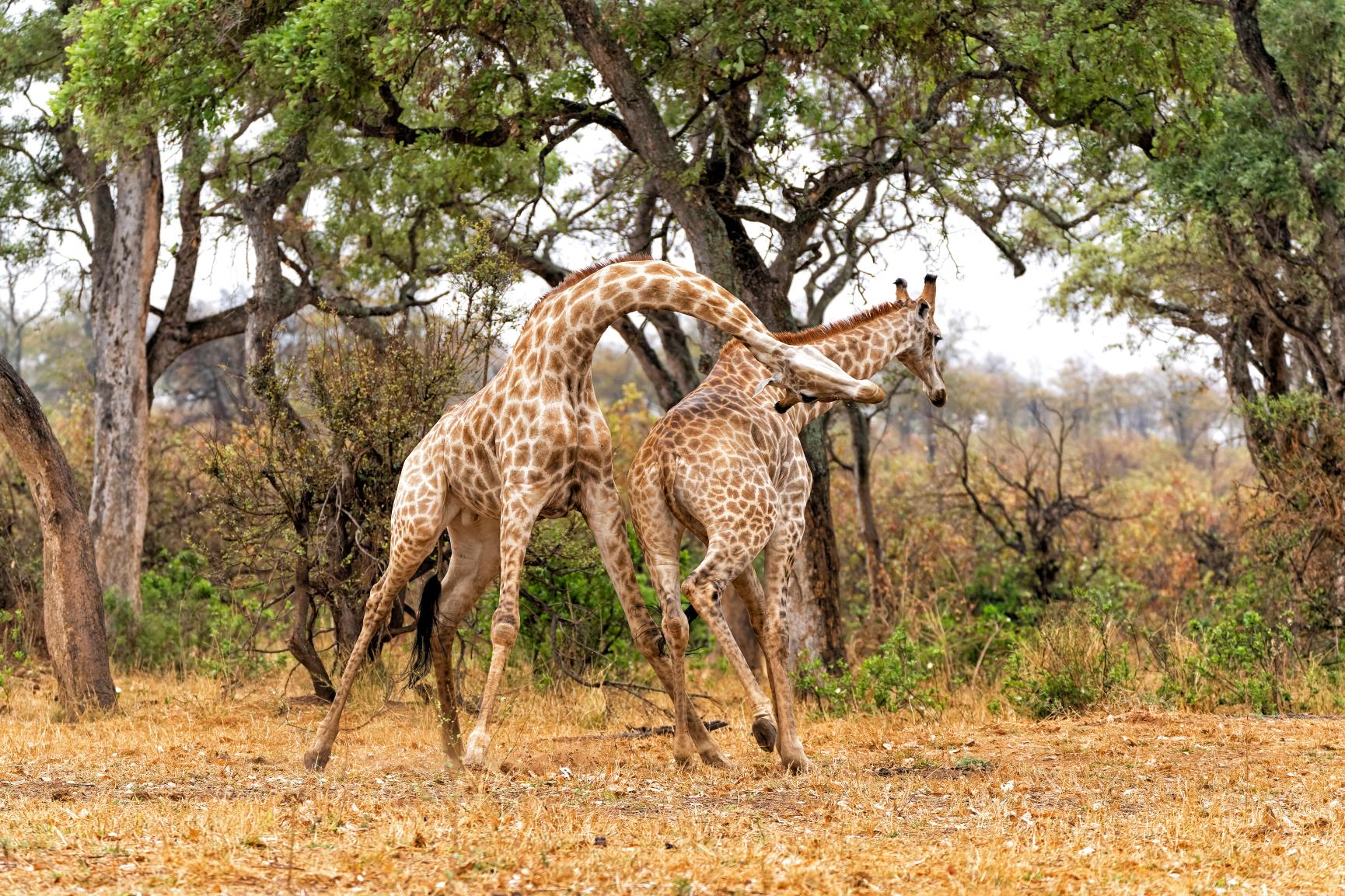 Giraffes fighting on safari