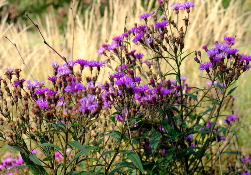 Vernonia arkansana grass
