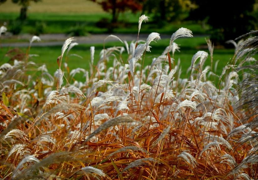 miscanthus blowing in the wind
