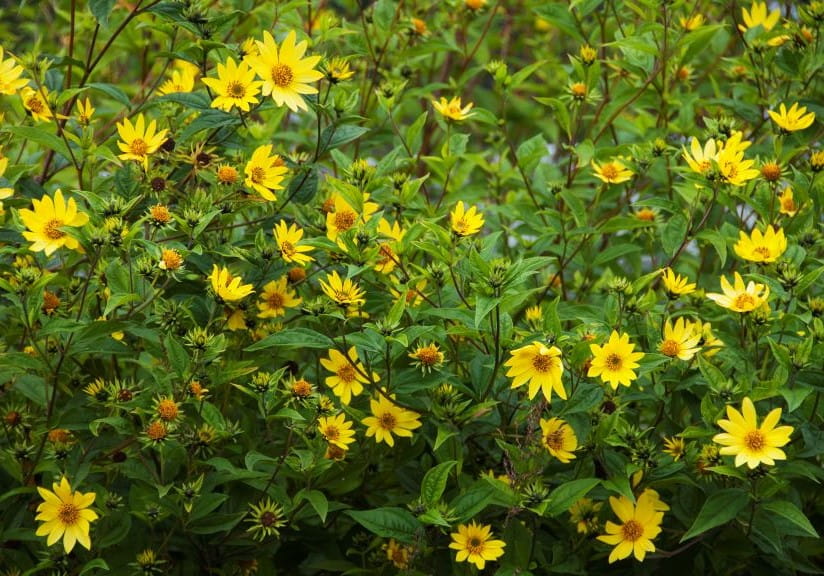Helianthus 'Lemon Queen'