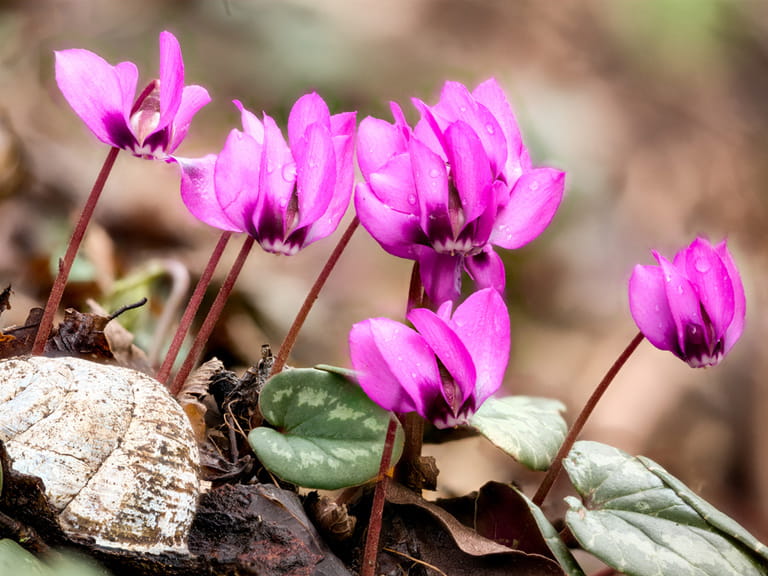 hardy cyclamen