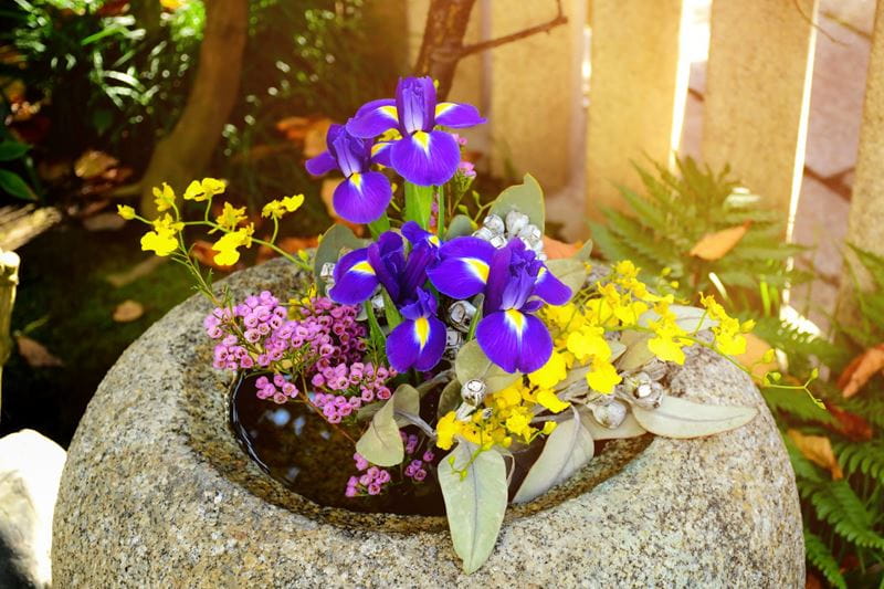 Iris in a pot in the winter sun