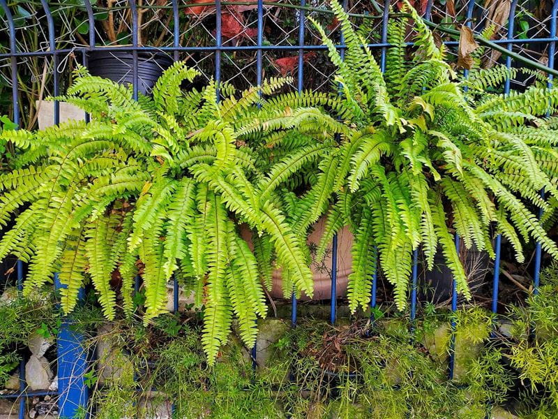 Polystichum setiferum ‘Herrenhausen’