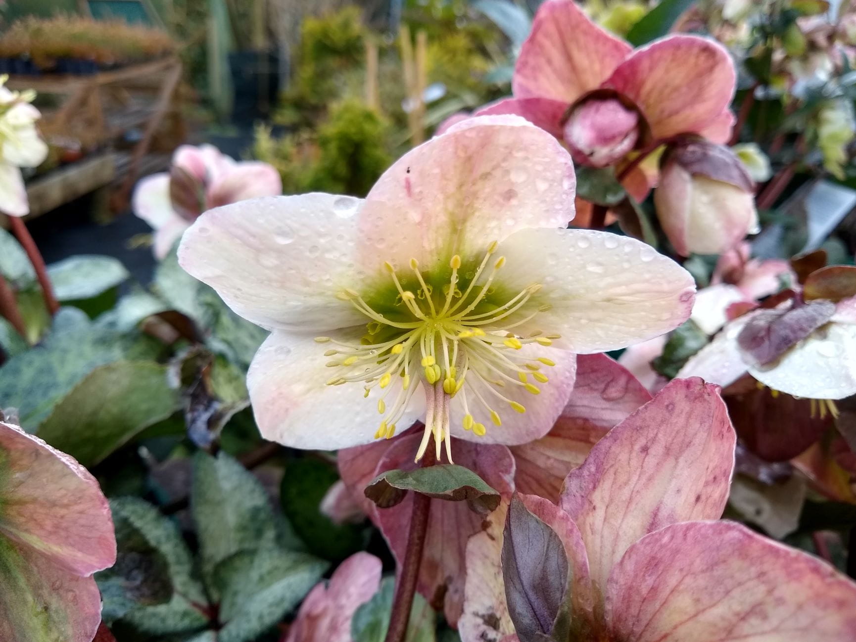 winter moonbeam flower