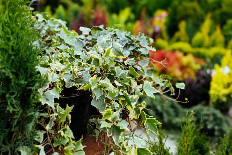 Ivy trailing out of a container