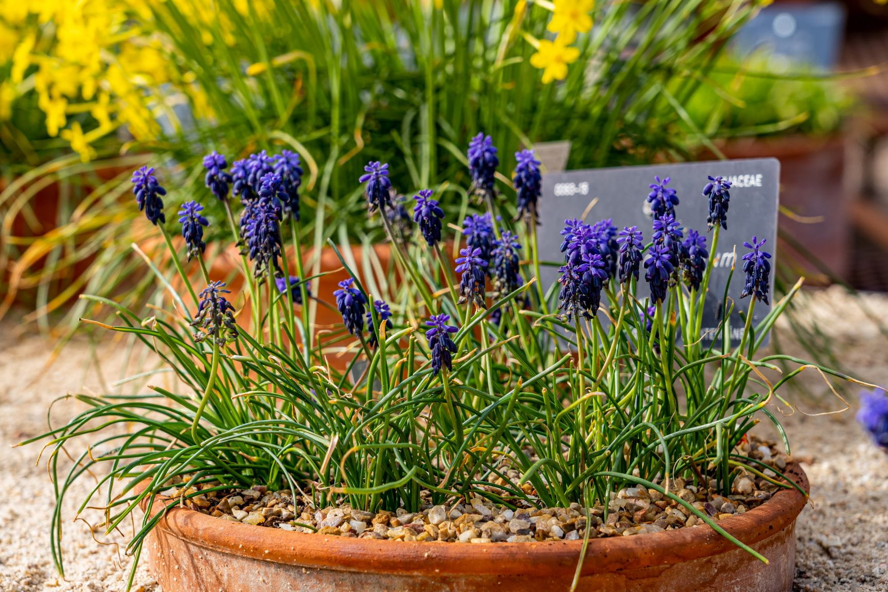 Muscari in a pretty pot