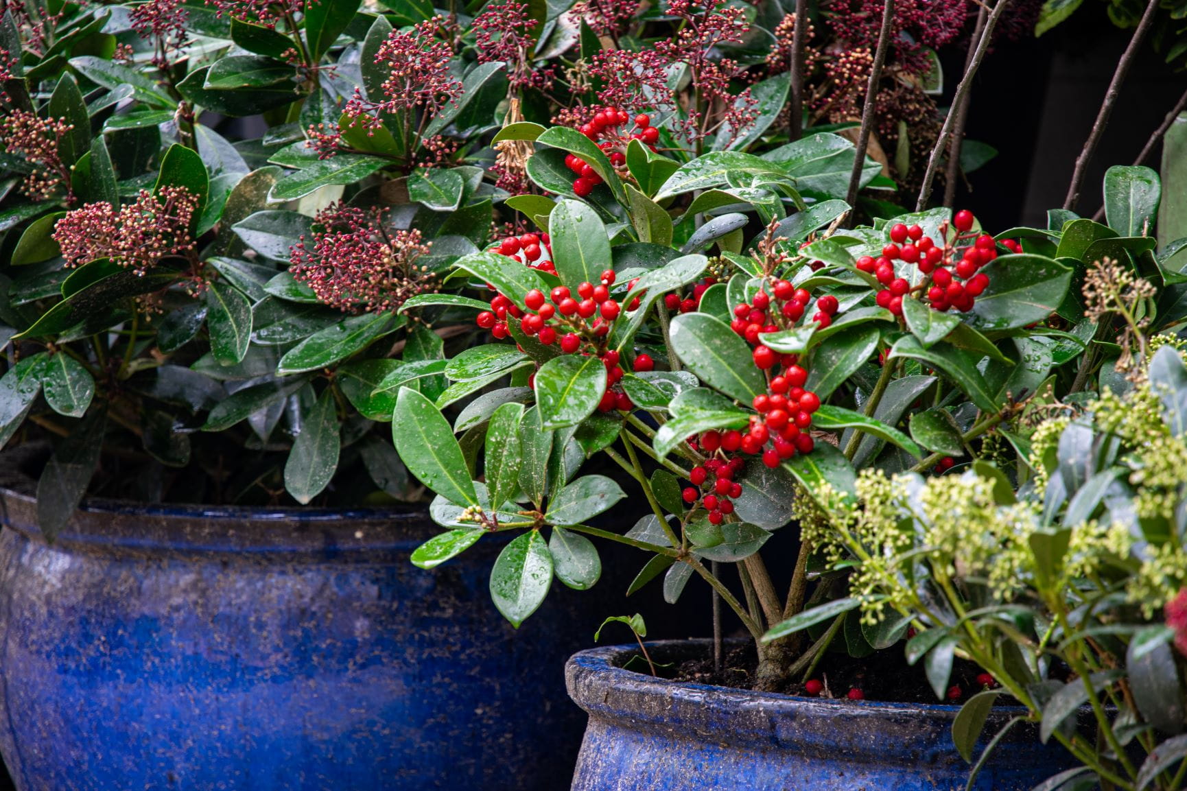 Beautiful decorative plants in the flowerpots. Red gaultheria, wintergreen berries