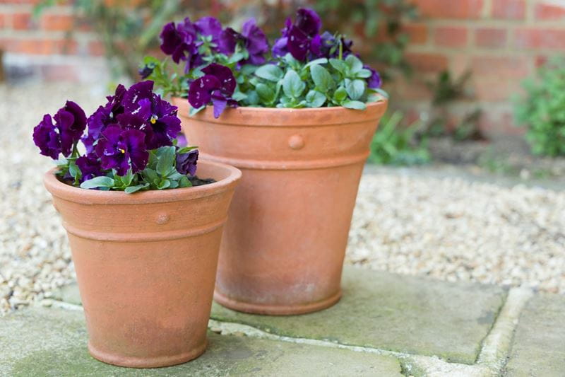 pansies in a pot outside